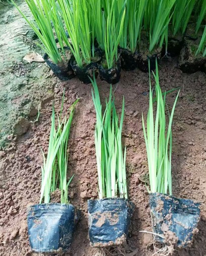 水生鸢尾《黄菖蒲》