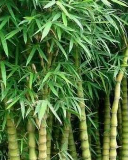 罗汉竹