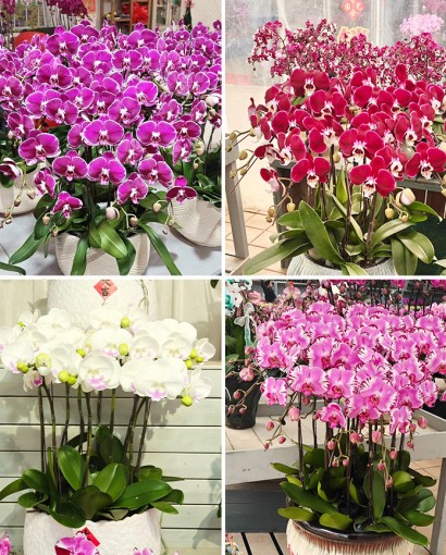 蝴蝶兰