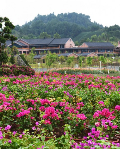 宝巾花花海