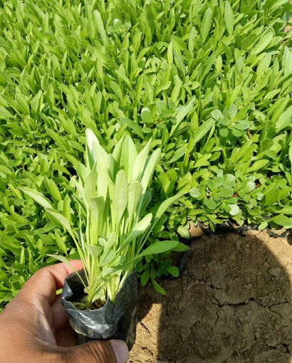 金鸡菊