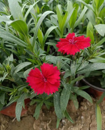 繁星花