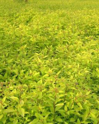 金山绣线菊