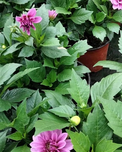 小丽花