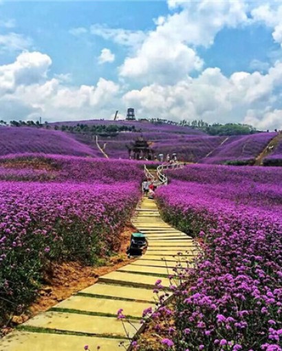 马鞭草花海