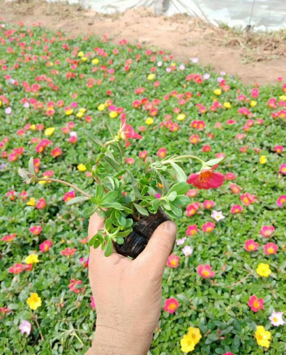 太阳花