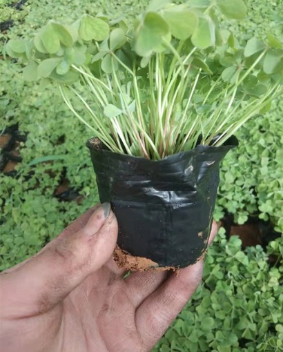 炸浆草
