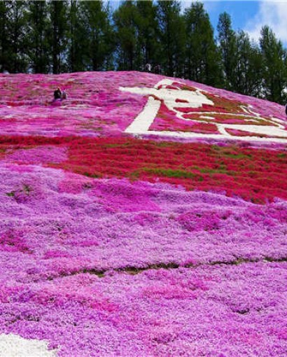 芝樱花海