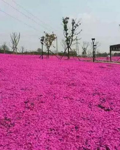 工程案例