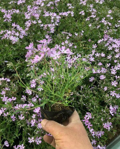 丛生福禄考（芝樱）