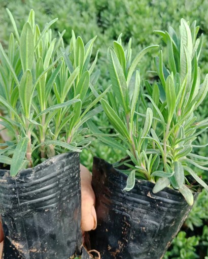 薰衣草
