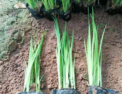 水生鸢尾《黄菖蒲》