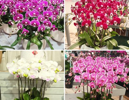 蝴蝶兰