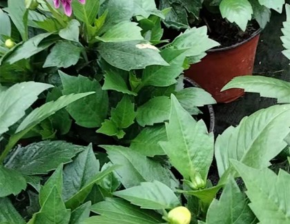 小丽花