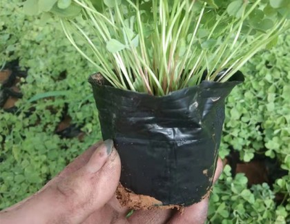 炸浆草